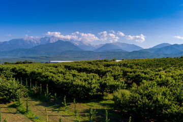 Aerial view over agricultural fields with cherry trees