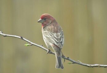Male House Finch on Branch