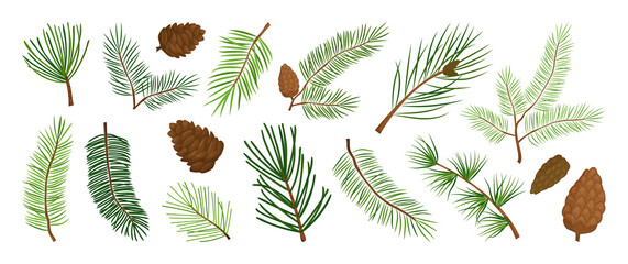 Christmas pine branch and cone, evergreen tree, fir, cedar twig vector icon, winter plants, New Year wood, holiday decoration. Hand drawn illustration