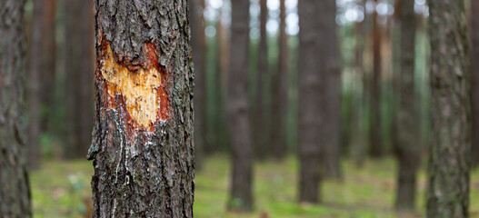 wounded tree. time heals all wounds concept. banner copy space