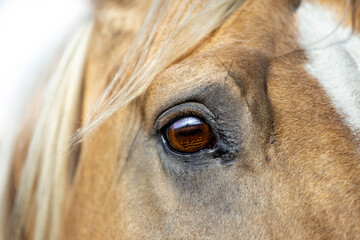 Horse portrait close up. Palomino Quarter Horse eye - obrazy, fototapety, plakaty