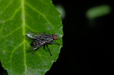 A Close Up of a Common Housefly