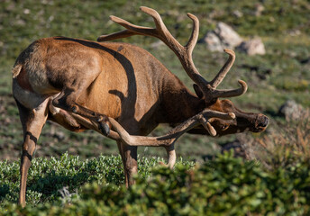 A Bull Elk with Velvet Antlers in Springtime Scratching an Itch

