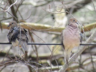 Mourning Dove Pair on a Wire