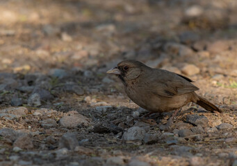 Abert's Towhee Searching for Food