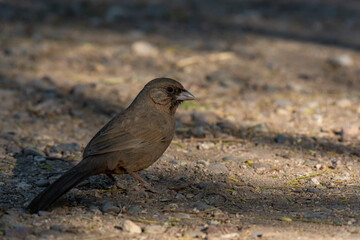 Abert's Towhee Searching for Food