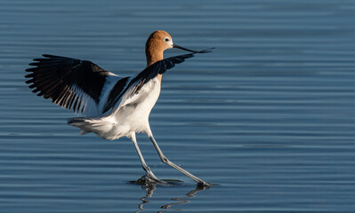 An American Avocet Coming in for a Landing