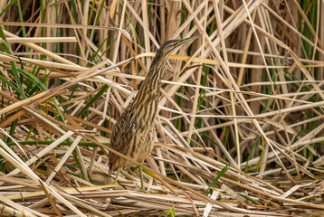 An American Bittern Hiding in Plain Sight in a Marsh