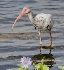 white ibis in the water