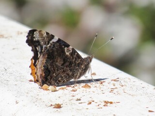 Small Black Butterfly