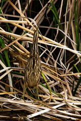 An American Bittern Hiding in Plain Sight in a Marsh