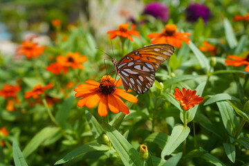 butterfly, insect, flower, nature, monarch, orange, summer, garden, wings, spring, beauty, macro, animal, fly, flowers, yellow, wing, bug, color, plant, black, leaf, lepidoptera, outdoors, closeup