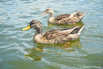 duck, bird, water, mallard, nature, lake, animal, wildlife, beak, pond, wild, feather, swimming, river, ducks, fowl, wing, feathers, waterfowl, brown, bill, fauna, birds, duckling, animals