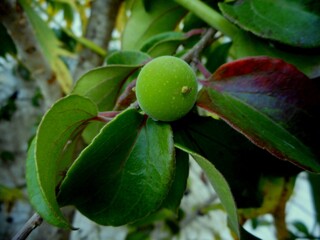 planta fruta campari - dovyalis abyssinica