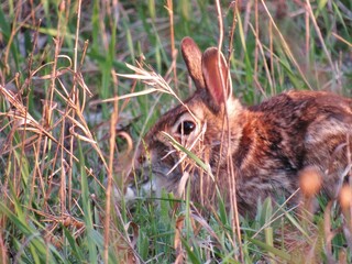 Wild Rabbit in the Sun