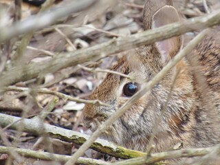 Rabbit Eye Close Up Bunny
