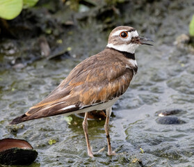 killdeer