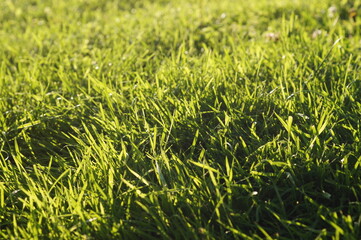 green grass background