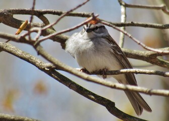 Fluffy Chipping Sparrow