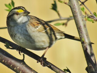 White Throated Sparrow