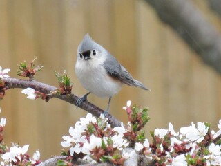 Tufted Titmouse with Flowers