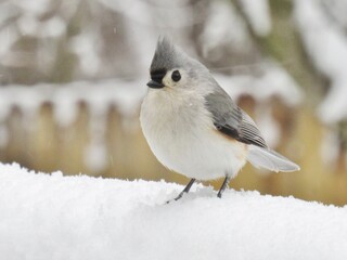 Cute Tufted Titmouse in Snow