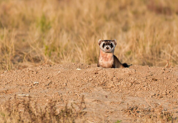 An Endangered Black-footed Ferret on the Plains of Colorado