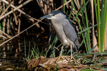 A Black-crowned Night Heron Patiently Waiting for Unsuspecting Prey