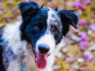 border collie puppy dog