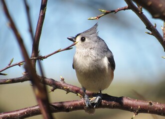 Tufted Titmouse Side Profile