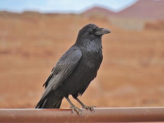 Crow on Rail with Red Rock