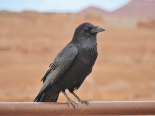 Crow Raven on Rail Red Rock