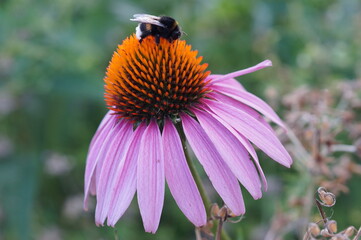 bee on a flower