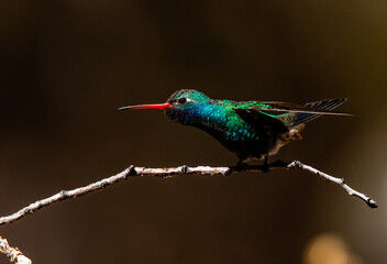 Obraz premium A Male Broad-billed Hummingbird Perched on a Branch in Arizona