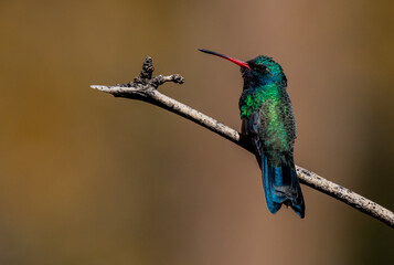 A Male Broad-billed Hummingbird Perched on a Branch in Arizona