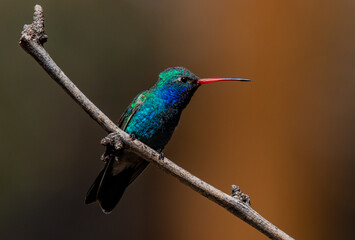 Fototapeta premium A Male Broad-billed Hummingbird Perched on a Branch in Arizona