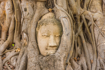 Buddha head embedded in a Banyan Tree in Ayutthaya, Thailand