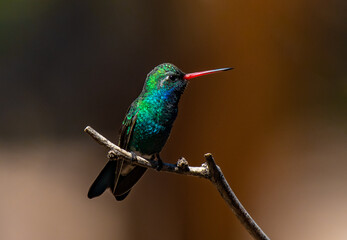 A Male Broad-billed Hummingbird Perched on a Branch in Arizona