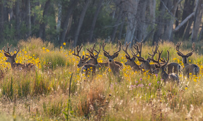 A Small Herd of Mule Deer in Velvet on a Spring Morning in Colorado