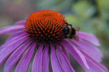 bee on a flower