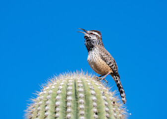 Cactus Wren Singing on a Cactus