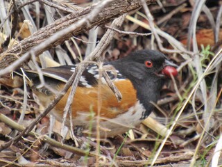 Spotted Towhee Eating Berry