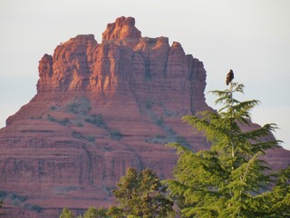 Red Tailed Hawk Bell Rock Sedona Arizona Red Rock