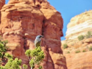 Scrub Jay Red Rock Sedona Arizona