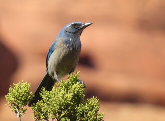 Close Up Scrub Jay Sedona Arizona Red Rock