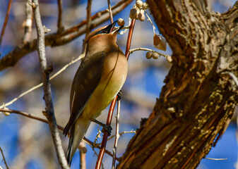 A Beautiful Cedar Waxwing Grabbing a Quick Bite to Eat