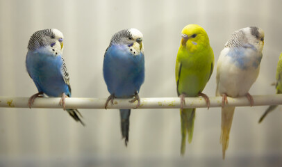 Variegated multi-colored budgerigars birds sit in a row on a stick