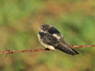 Swallow Fledgling on Barbed Wire
