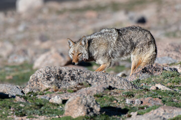 Naklejka na ściany i meble A Coyote in the High Rocky Mountains in Colorado 