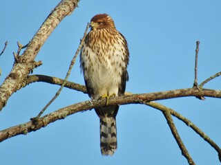 Cooper's Hawk on Branch